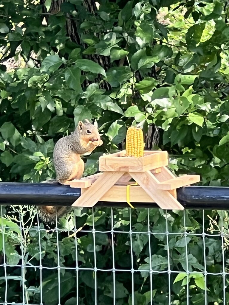 Squirl feeder for 1