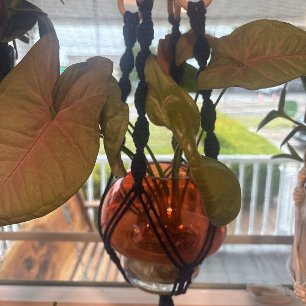Mushroom Macrame - Syngonium Strawberry Cream