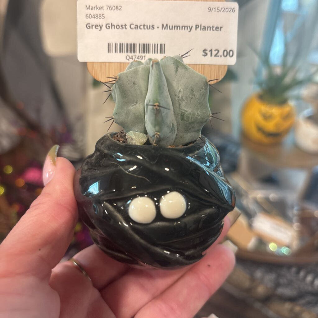 Grey Ghost Cactus - Mummy Planter