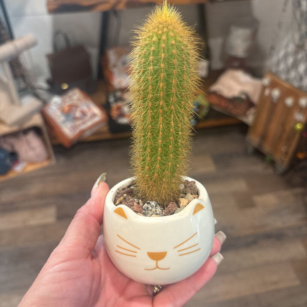 Golden Torch Cactus - Cat Planter