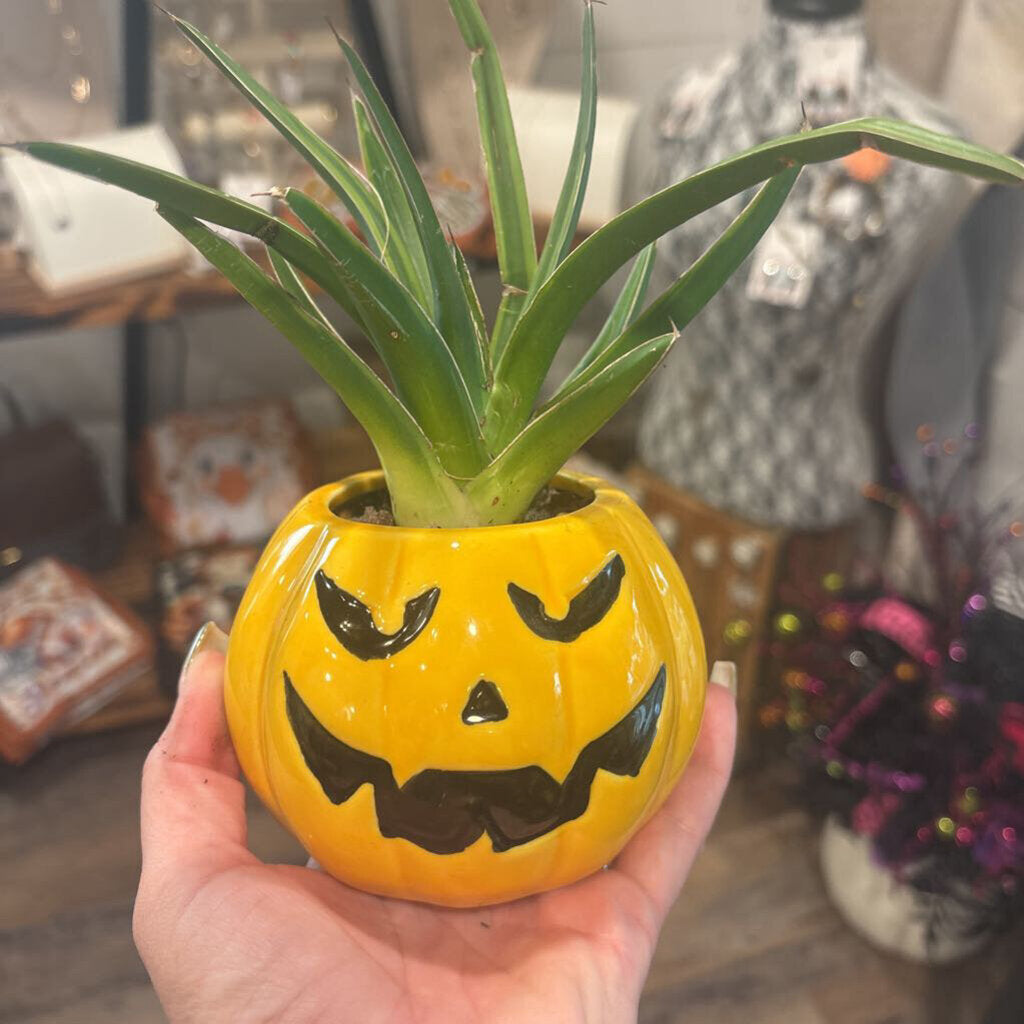 Queen Victoria Agave - Jack O' Lantern Planter