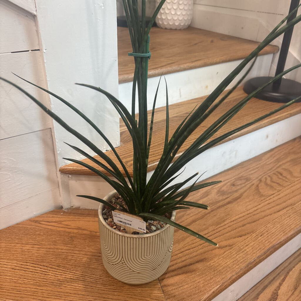 Snake Plant - Fernwood