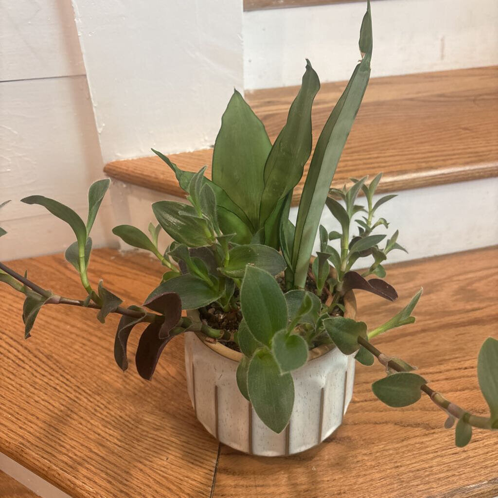 Snake Plant Moonshine & Tradescantia combo