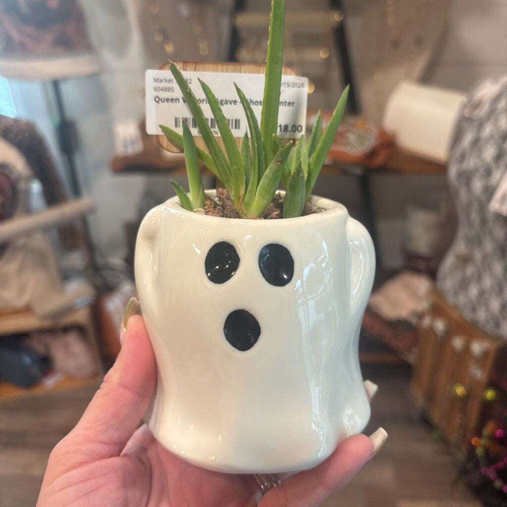 Grey Ghost Cactus - Mummy Planter