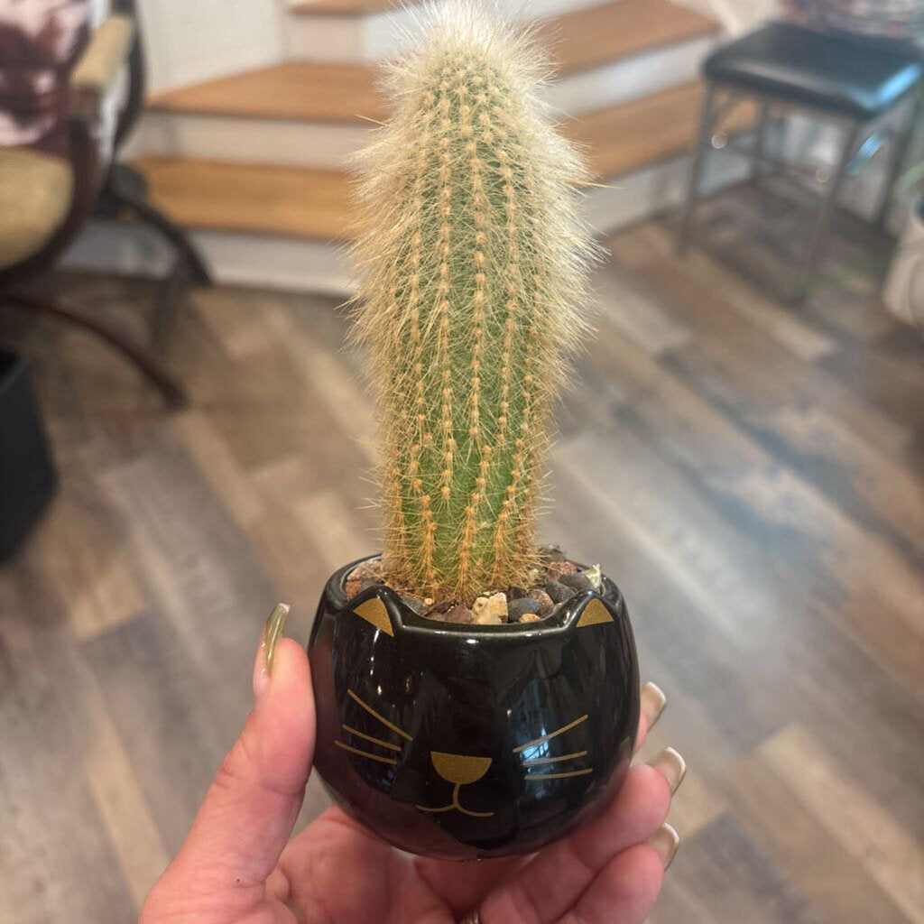 Silver Torch Cactus - Cat Planter