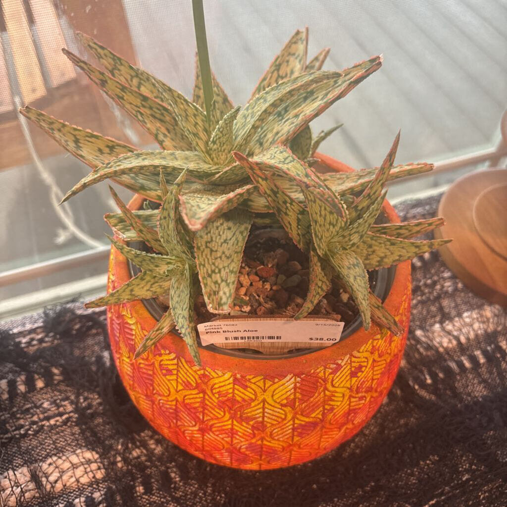 Pink Blush Aloe